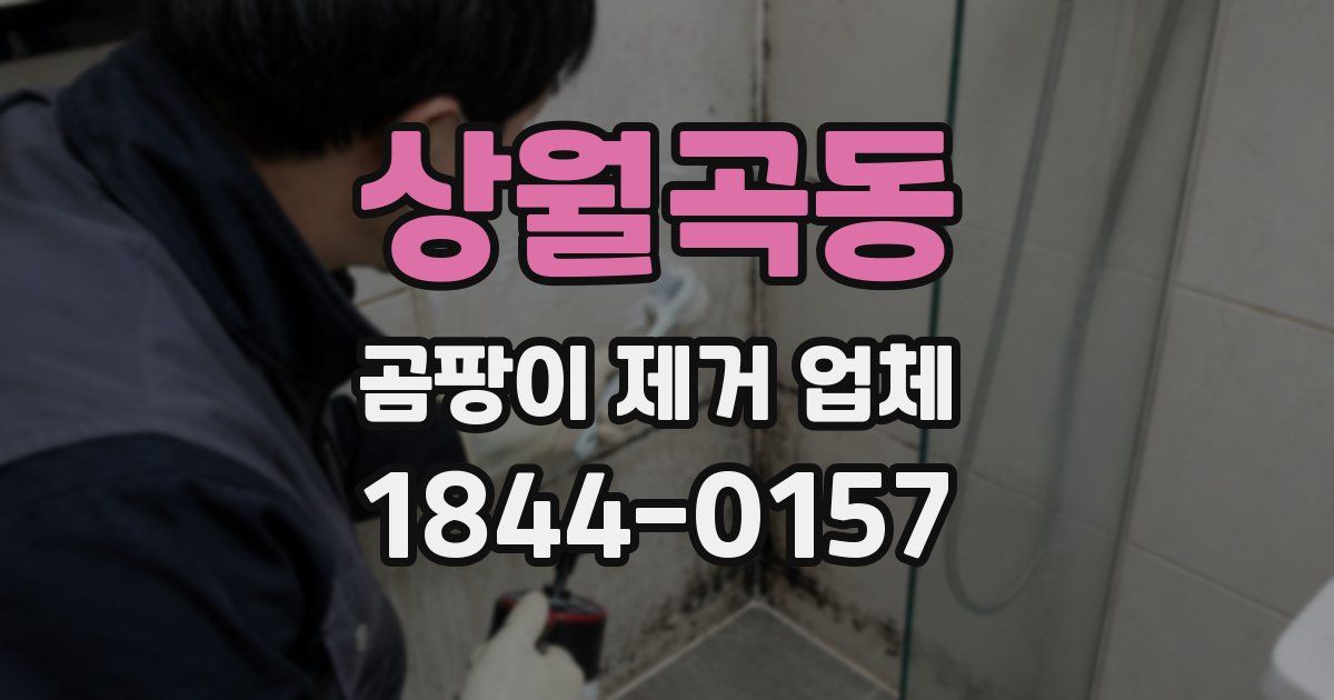 상월곡동 곰팡이 제거 업체