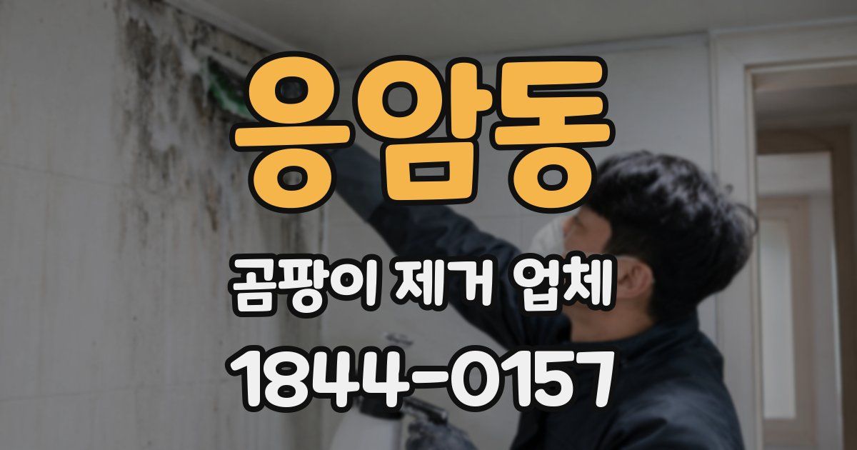 응암동 곰팡이 제거 업체