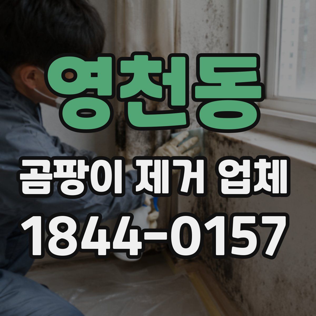 영천동 곰팡이 제거 업체