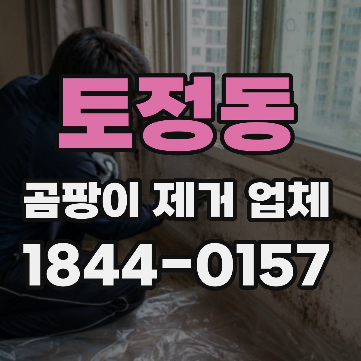 토정동 곰팡이 제거 업체