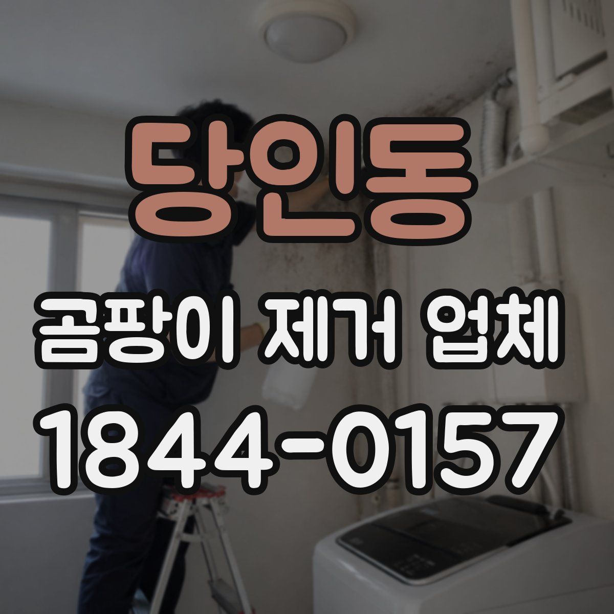 당인동 곰팡이 제거 업체