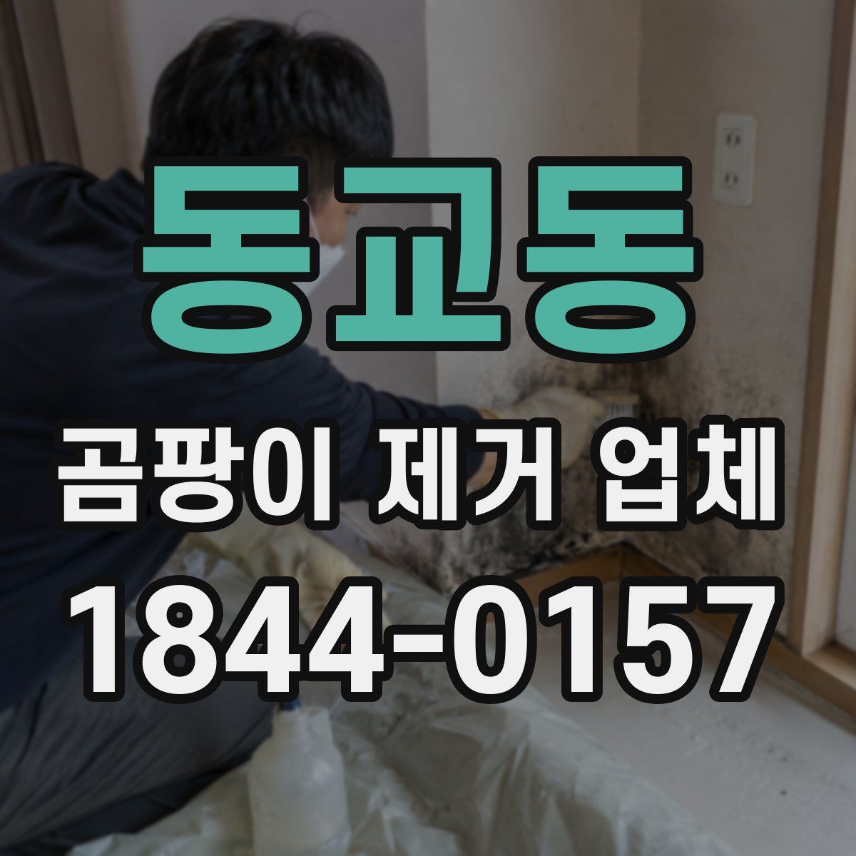 동교동 곰팡이 제거 업체