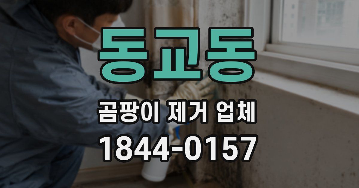 동교동 곰팡이 제거 업체