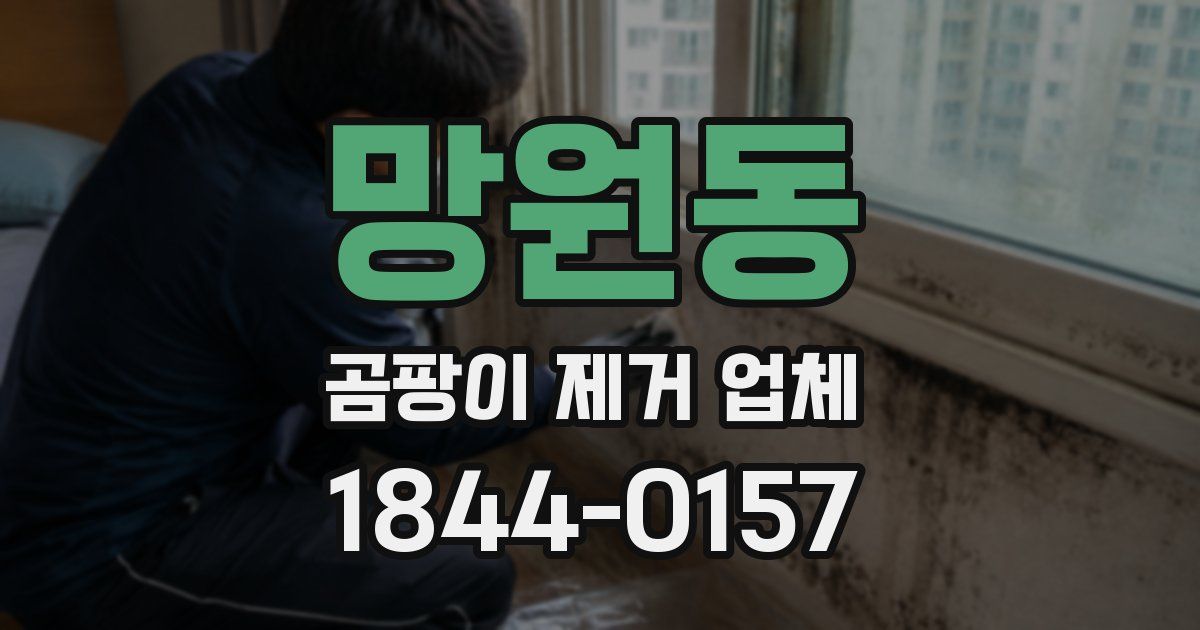망원동 곰팡이 제거 업체
