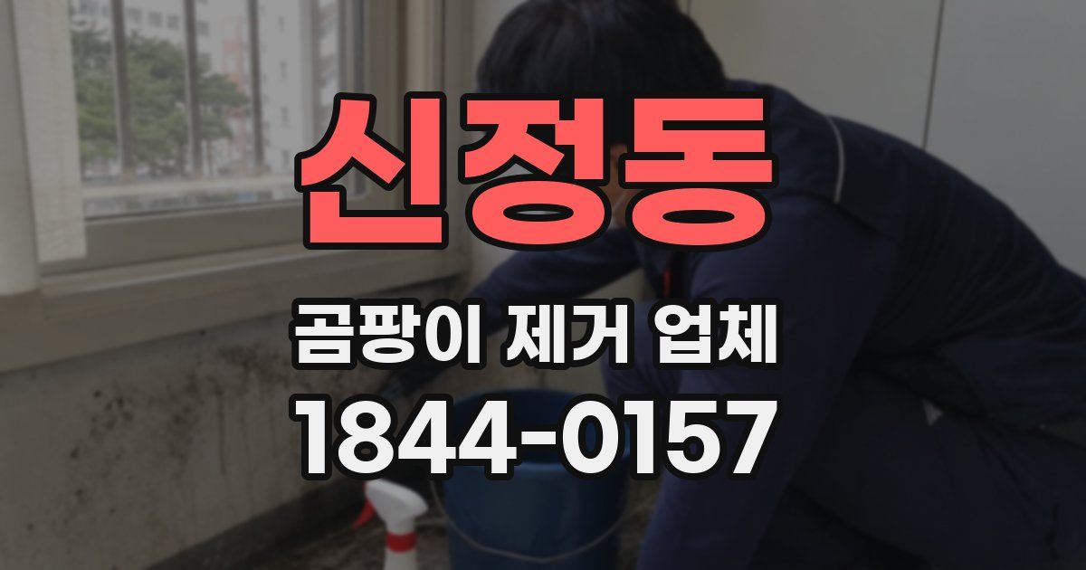 신정동 곰팡이 제거 업체