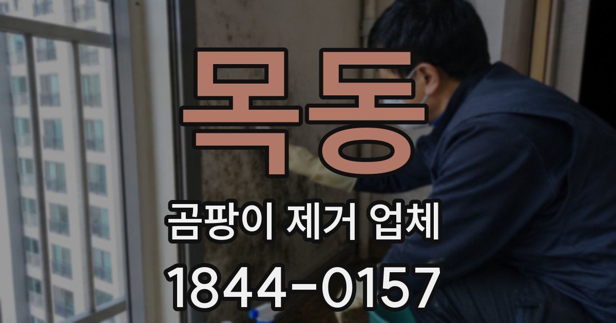 목동 곰팡이 제거 업체