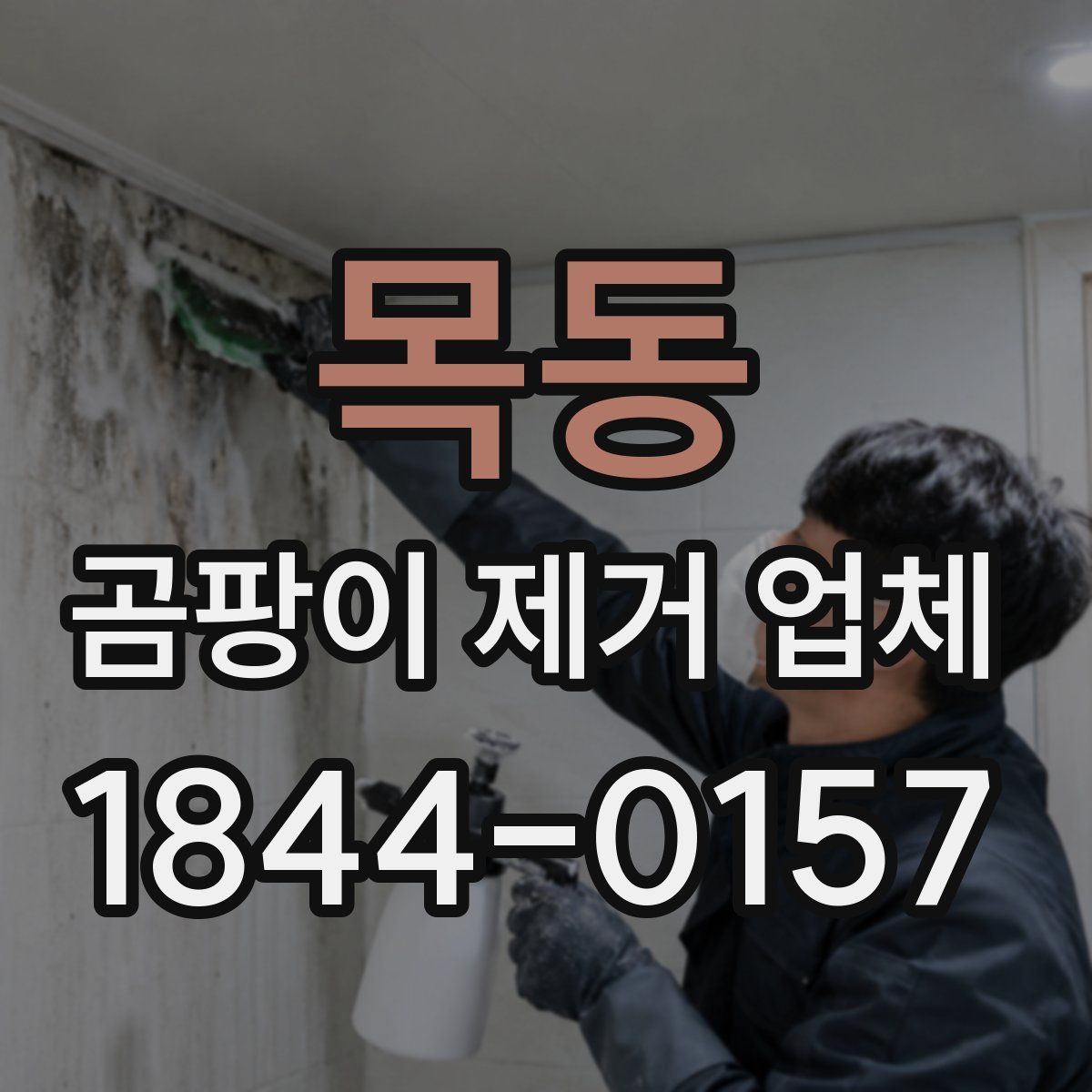 목동 곰팡이 제거 업체