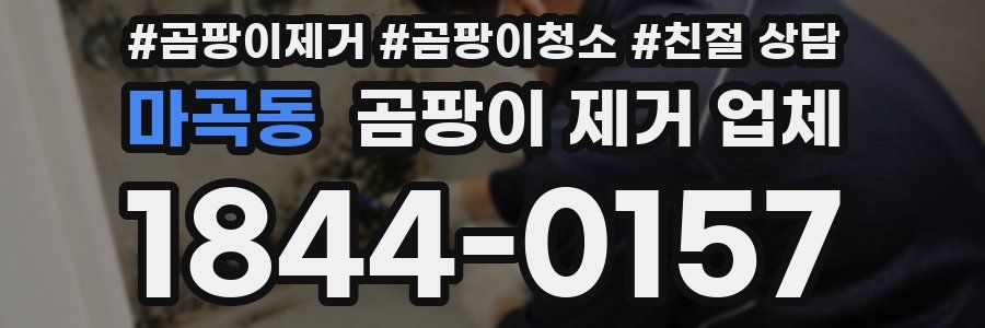 마곡동 곰팡이 제거 업체