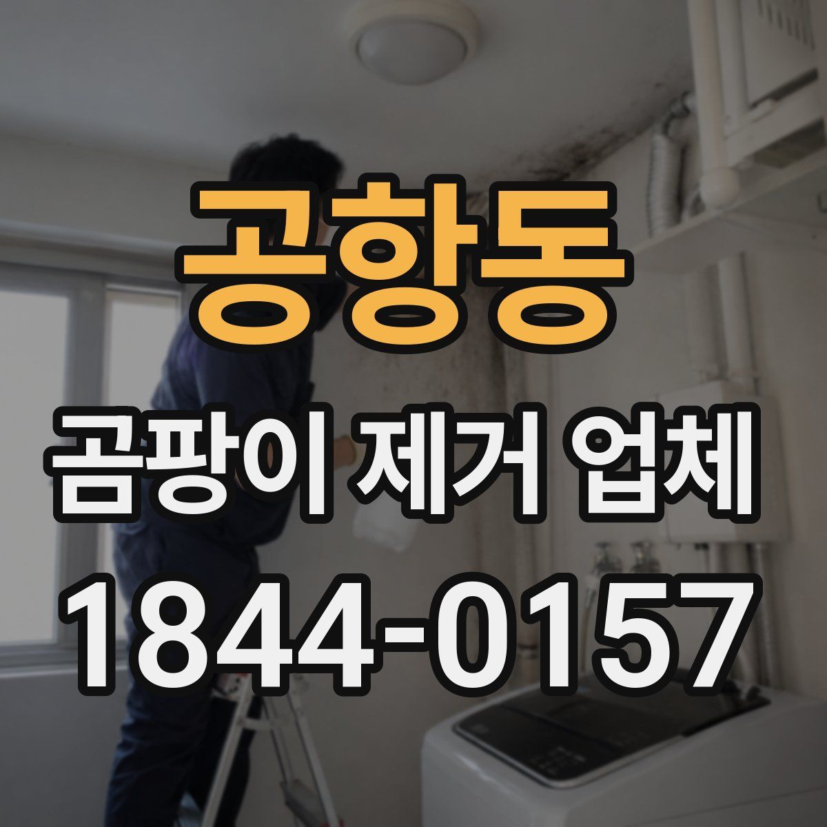 공항동 곰팡이 제거 업체