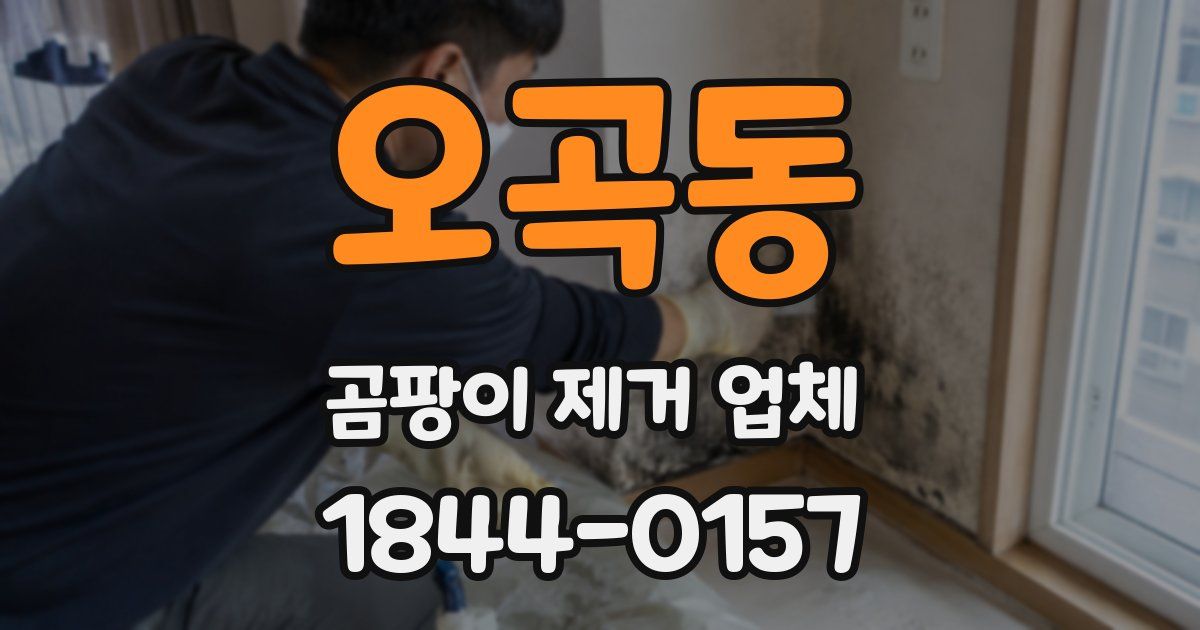 오곡동 곰팡이 제거 업체