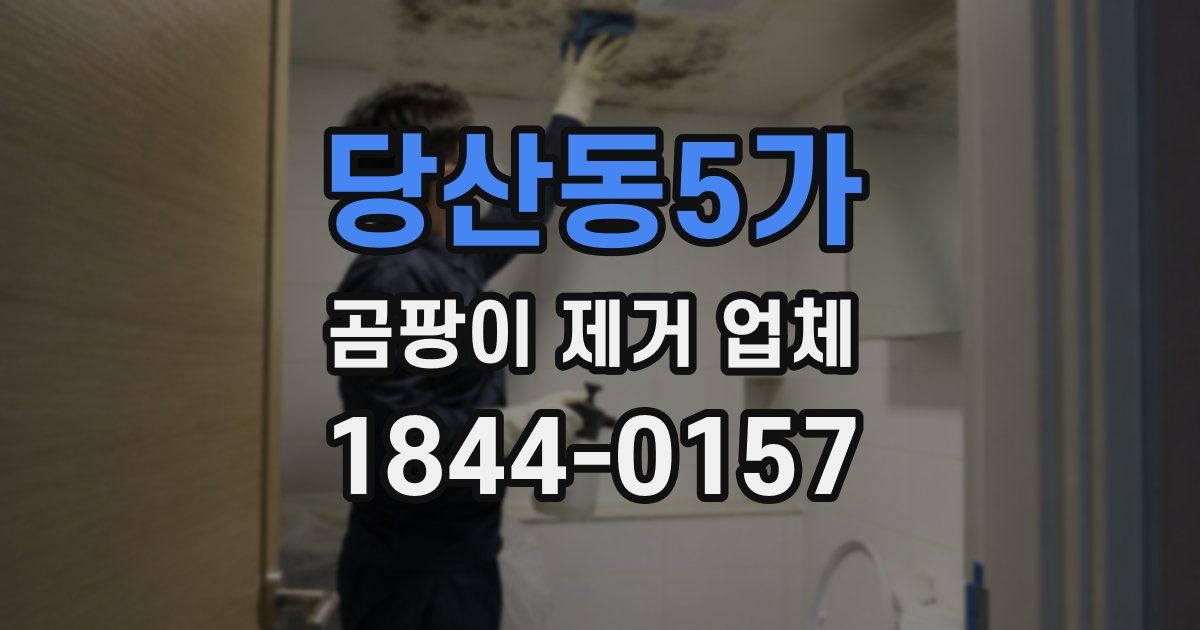 당산동5가 곰팡이 제거 업체