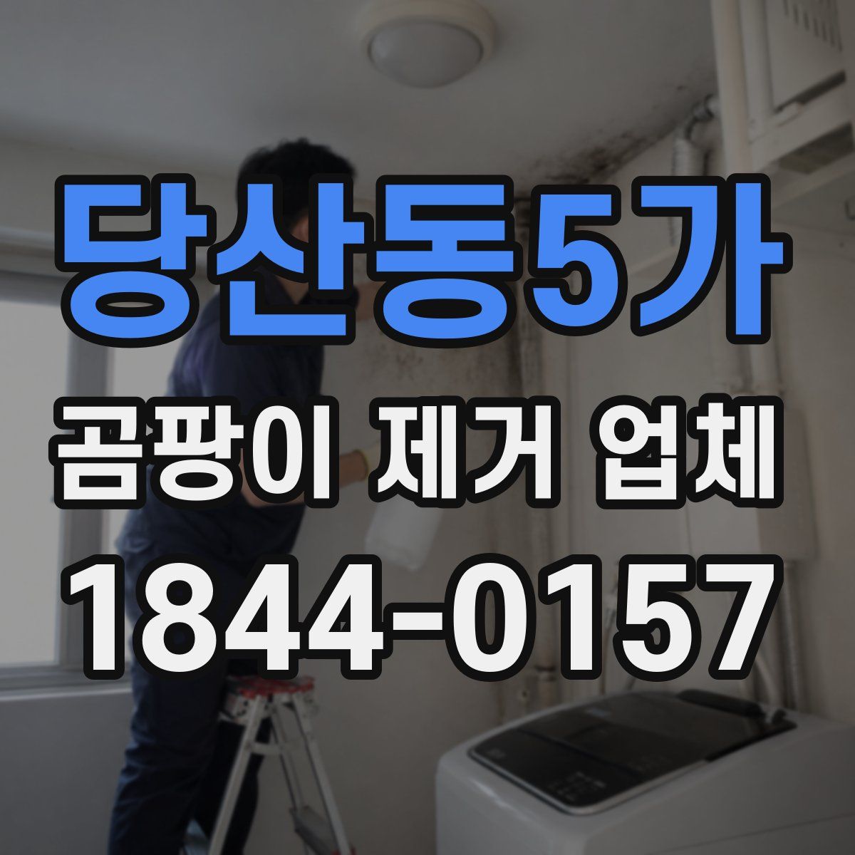 당산동5가 곰팡이 제거 업체