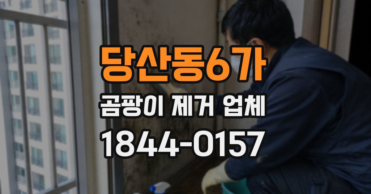 당산동6가 곰팡이 제거 업체