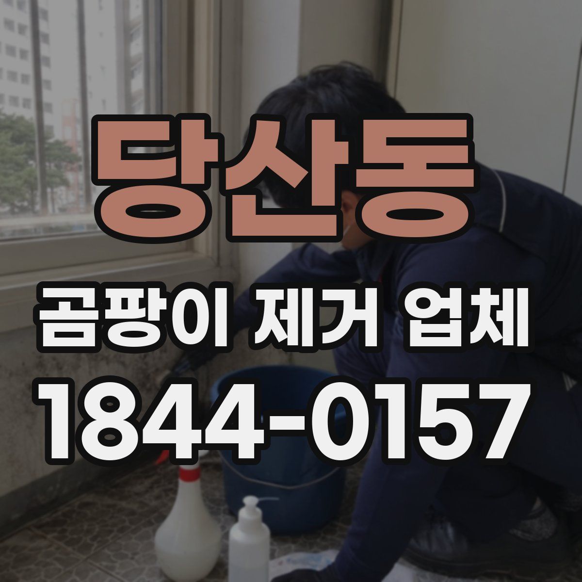 당산동 곰팡이 제거 업체