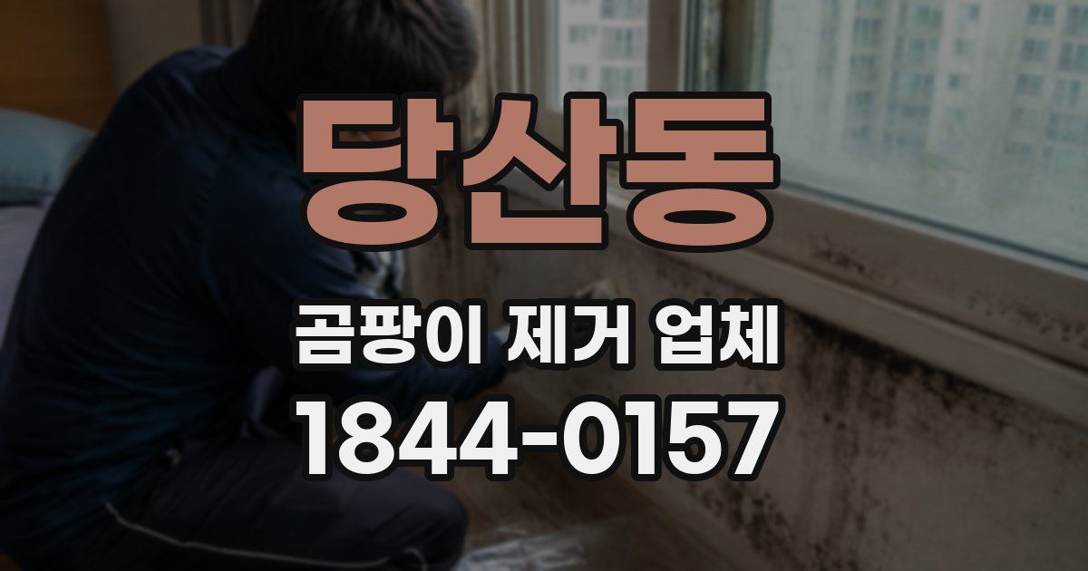 당산동 곰팡이 제거 업체