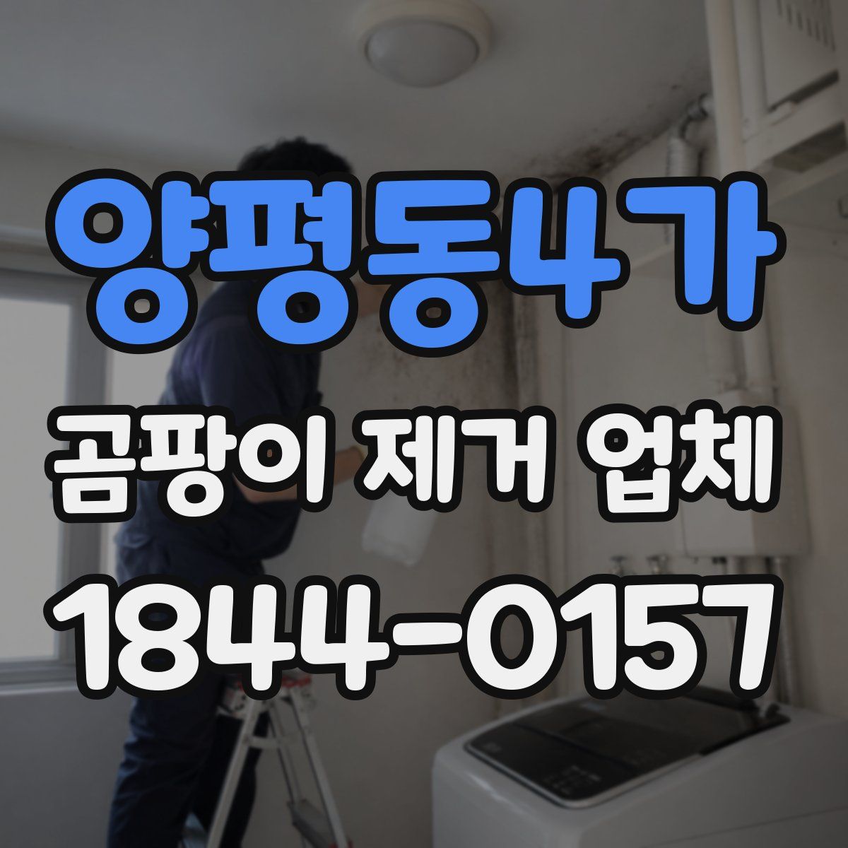 양평동4가 곰팡이 제거 업체