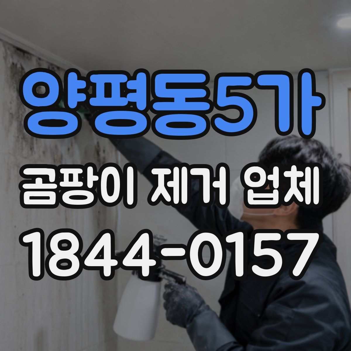 양평동5가 곰팡이 제거 업체
