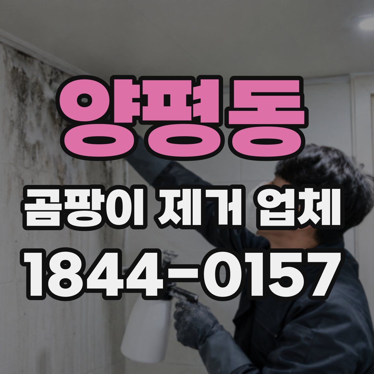 양평동 곰팡이 제거 업체