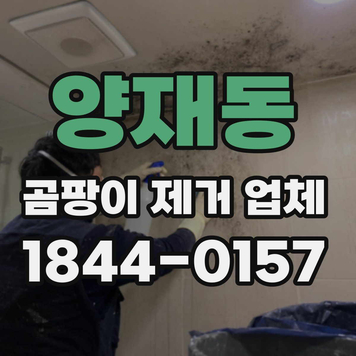 양재동 곰팡이 제거 업체
