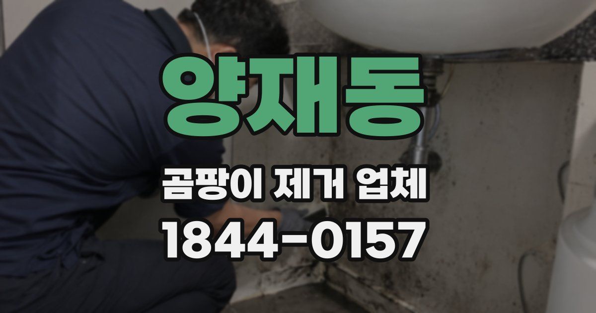 양재동 곰팡이 제거 업체