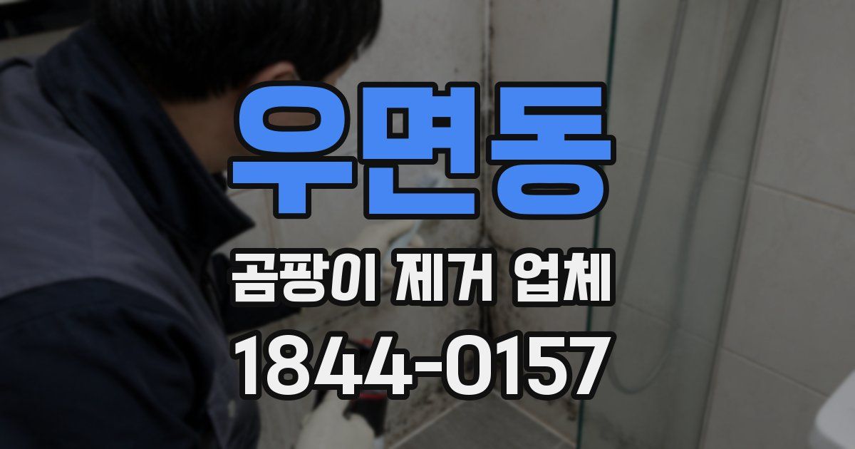 우면동 곰팡이 제거 업체