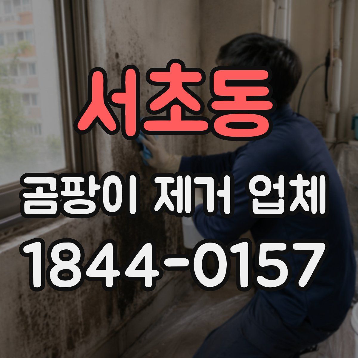 서초동 곰팡이 제거 업체