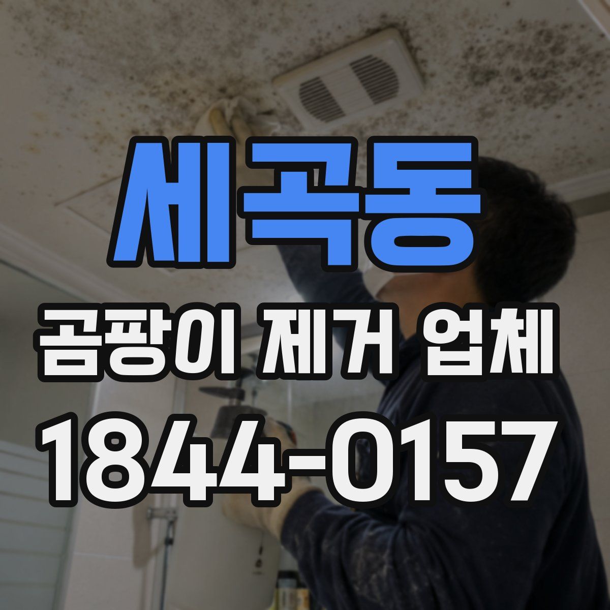 세곡동 곰팡이 제거 업체