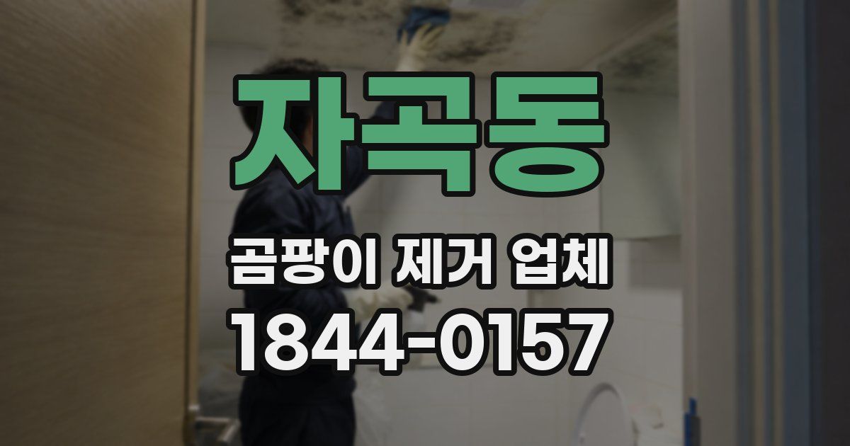 자곡동 곰팡이 제거 업체