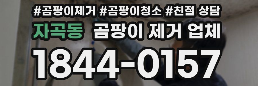 자곡동 곰팡이 제거 업체