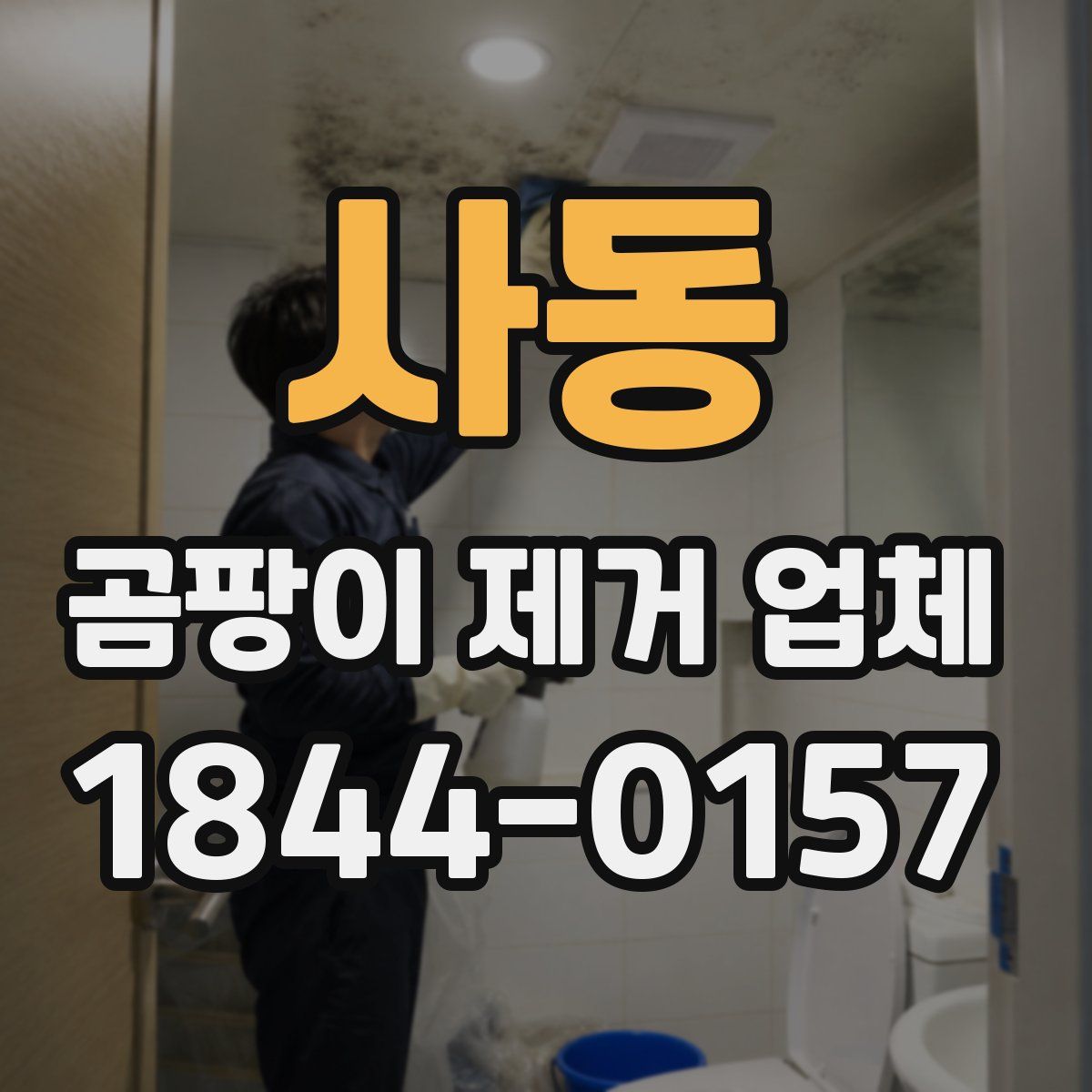 사동 곰팡이 제거 업체