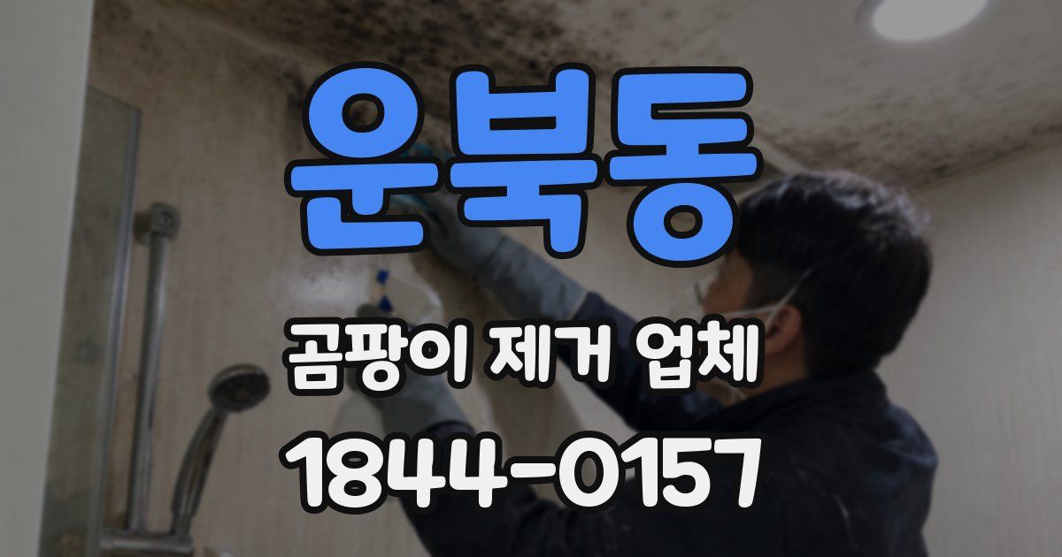 운북동 곰팡이 제거 업체