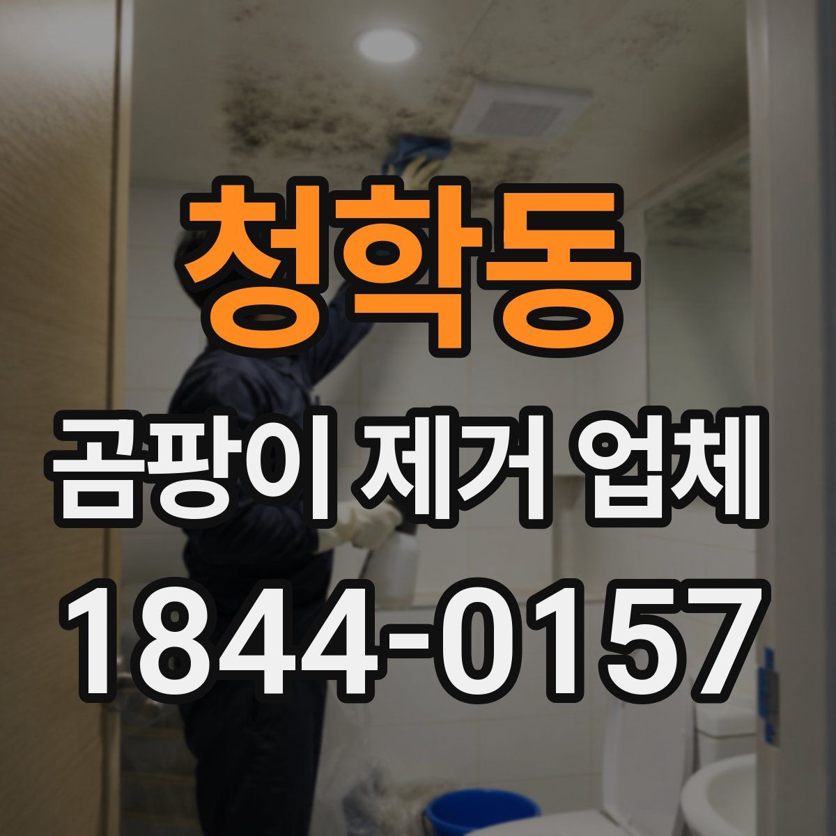 청학동 곰팡이 제거 업체