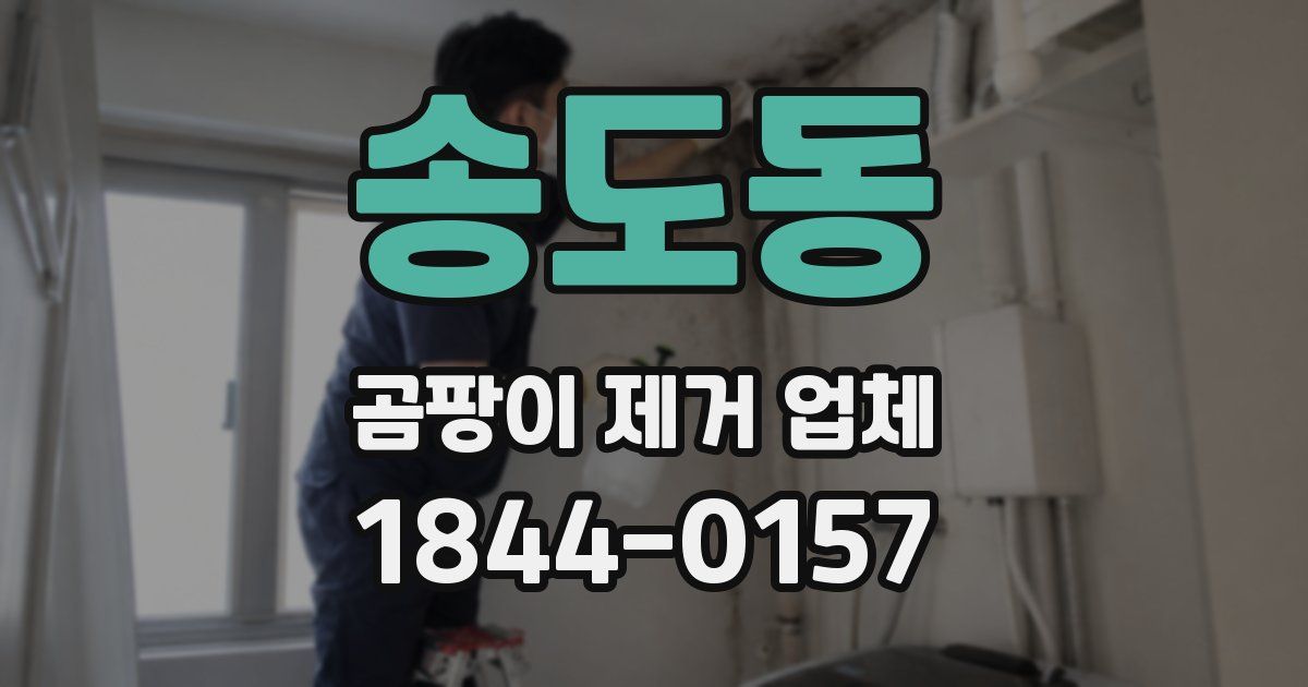 송도동 곰팡이 제거 업체