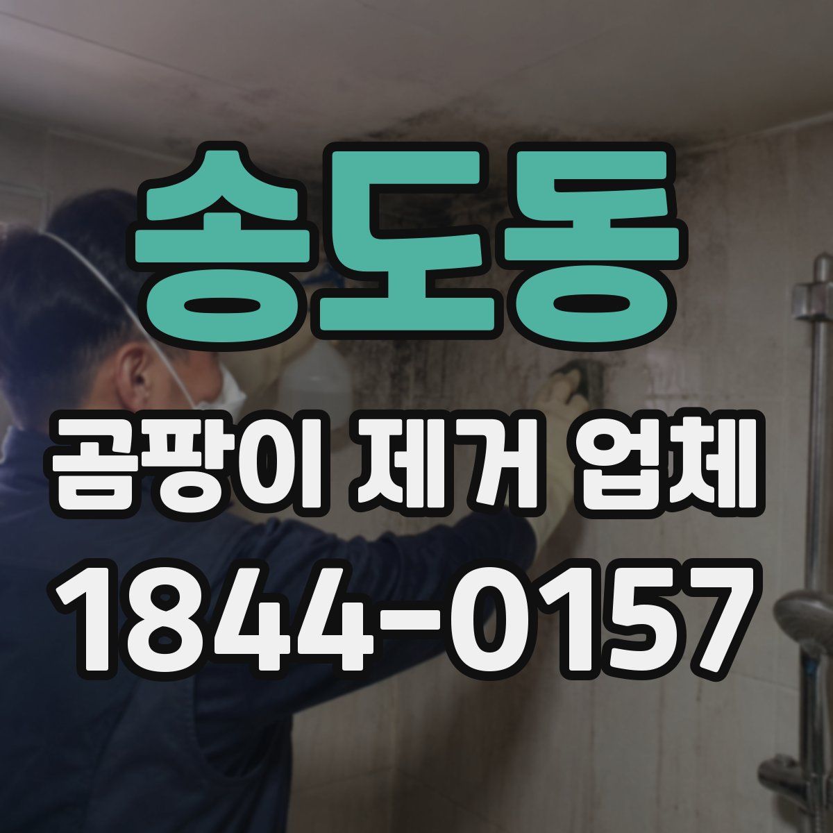 송도동 곰팡이 제거 업체