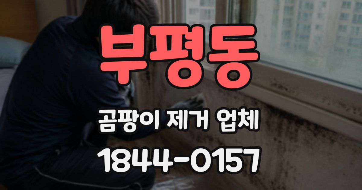 부평동 곰팡이 제거 업체