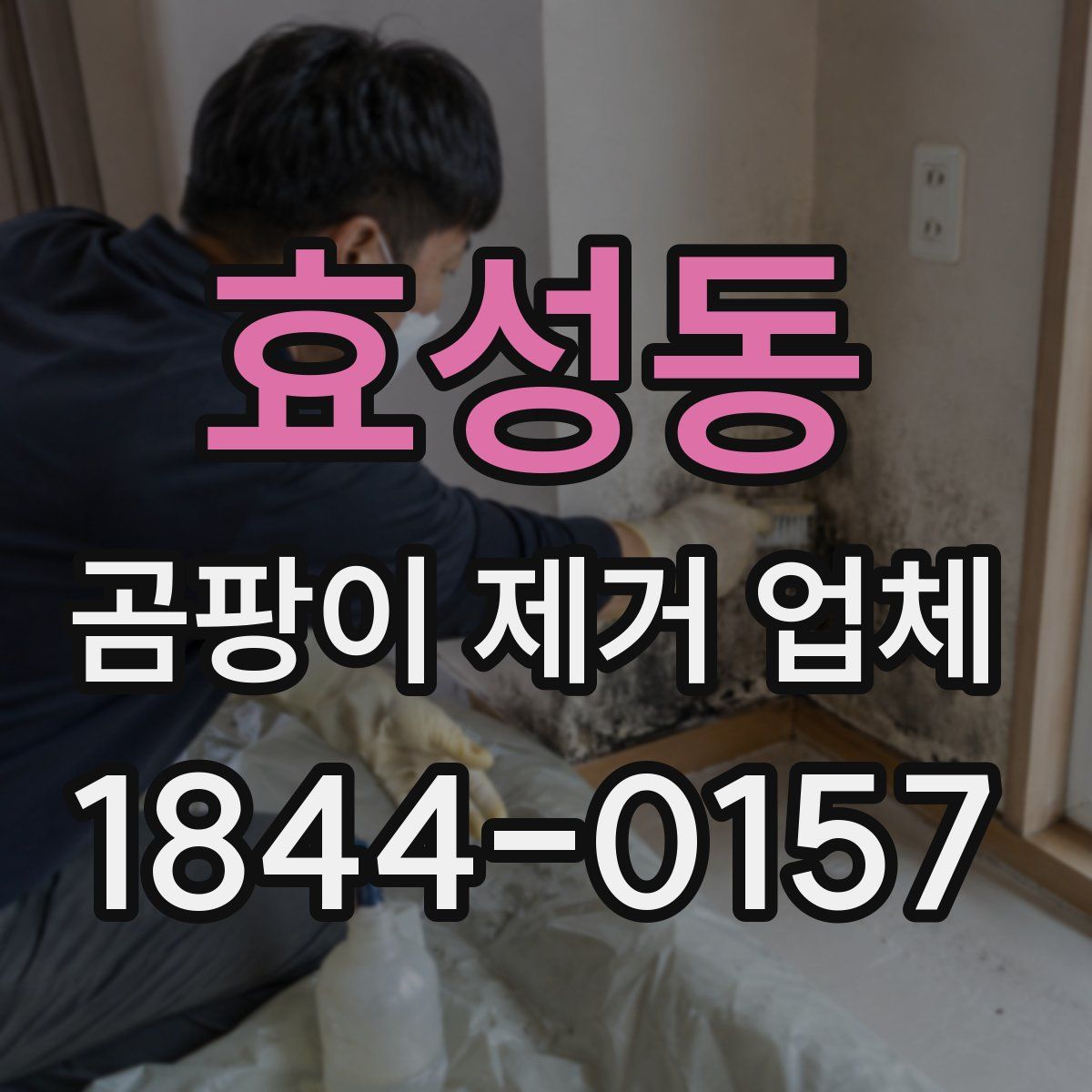 효성동 곰팡이 제거 업체
