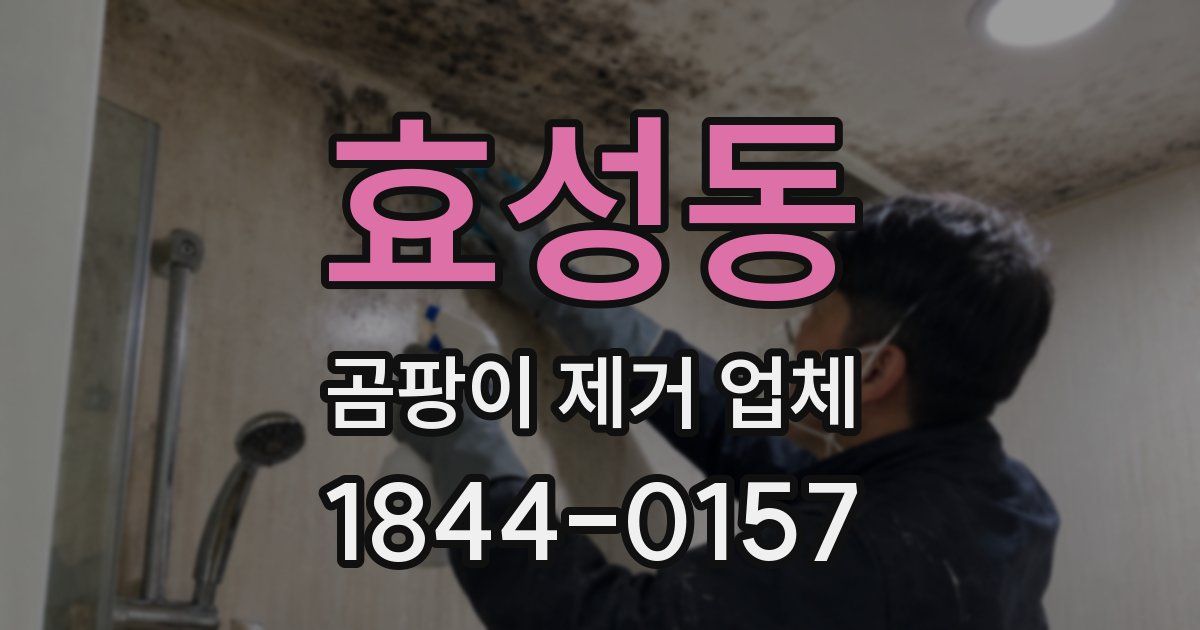 효성동 곰팡이 제거 업체