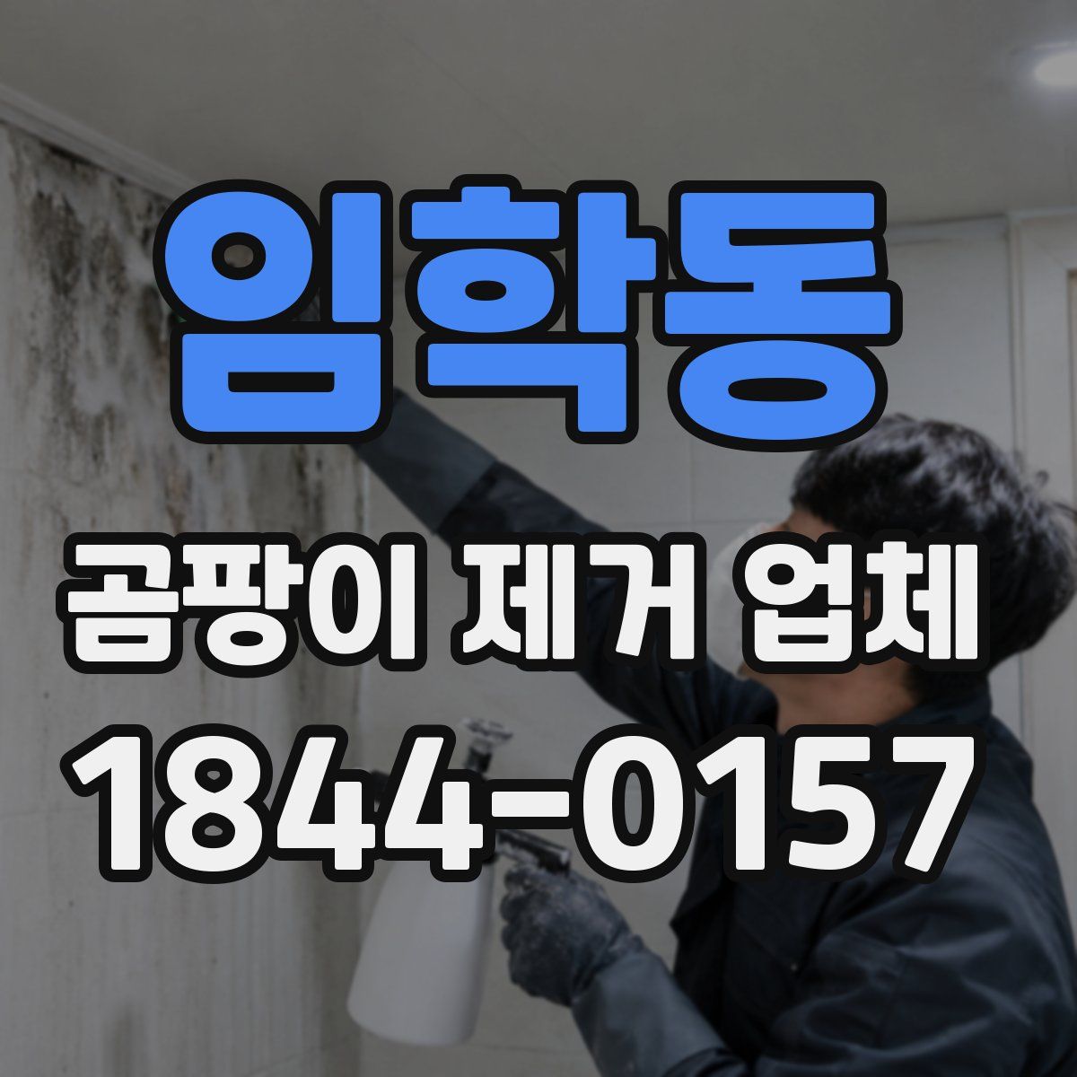 임학동 곰팡이 제거 업체