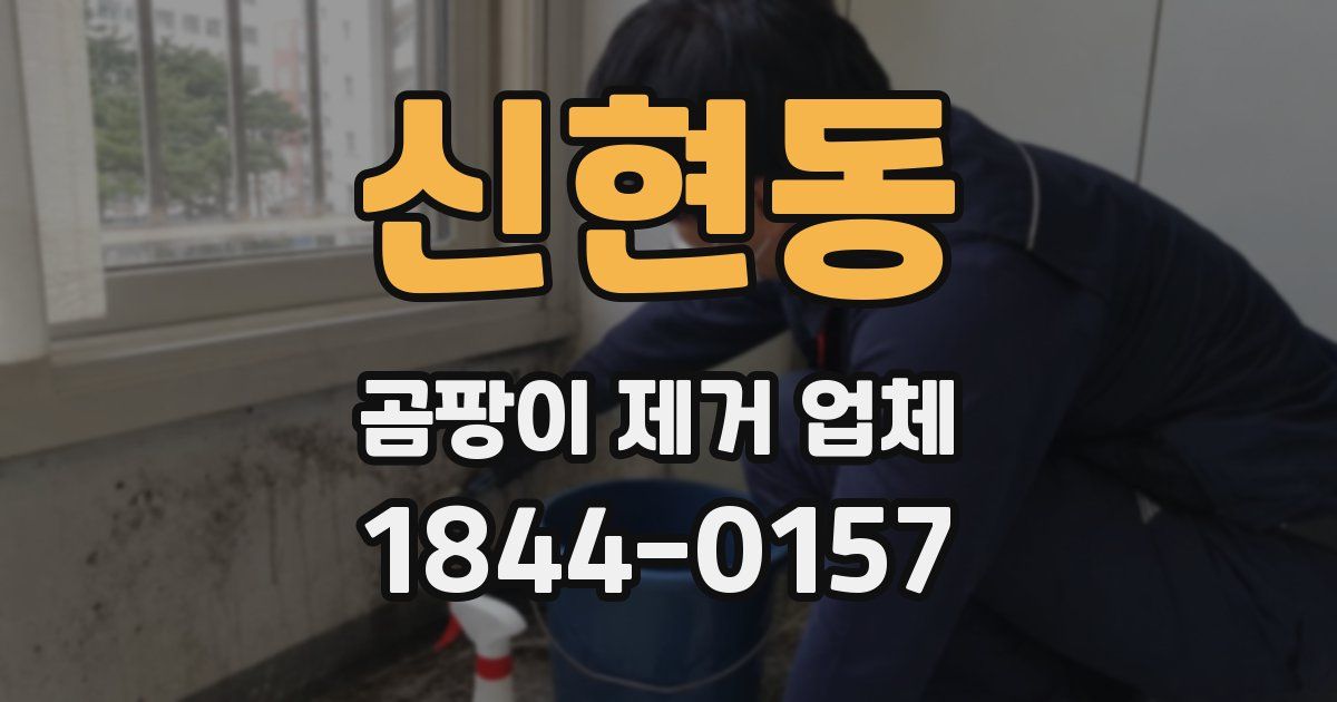 신현동 곰팡이 제거 업체