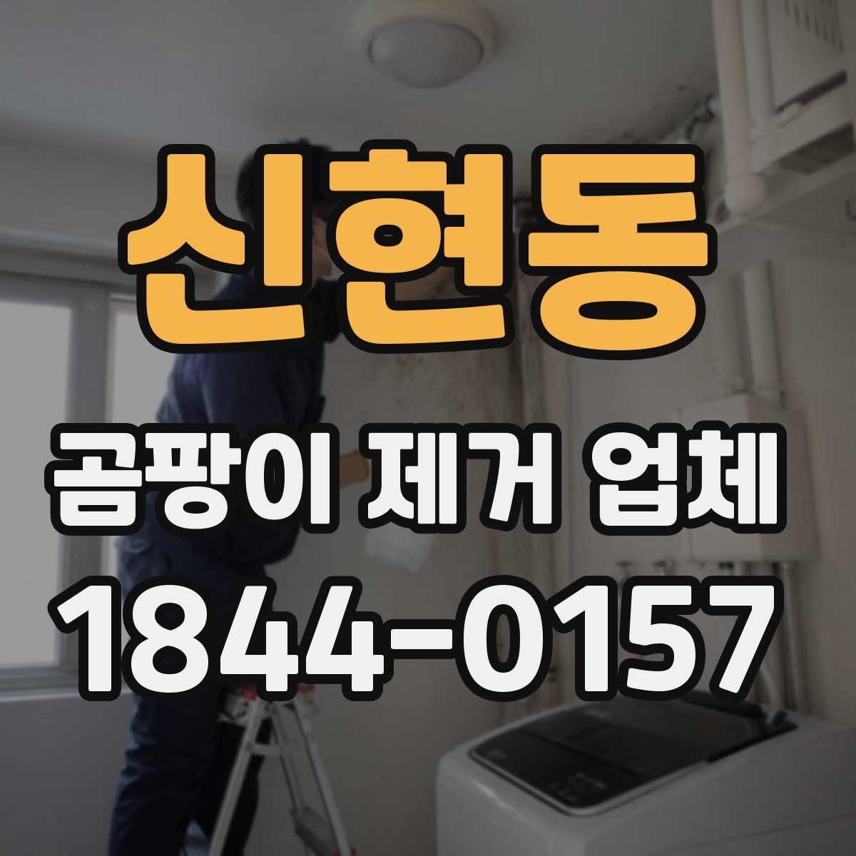 신현동 곰팡이 제거 업체