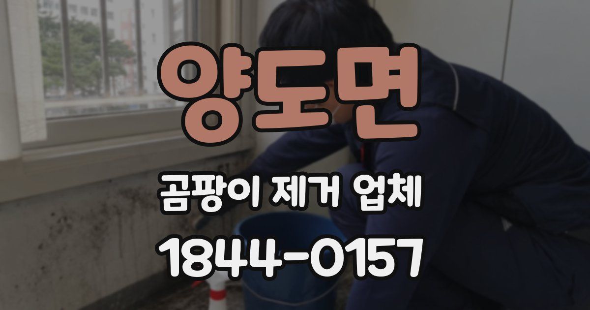 양도면 곰팡이 제거 업체