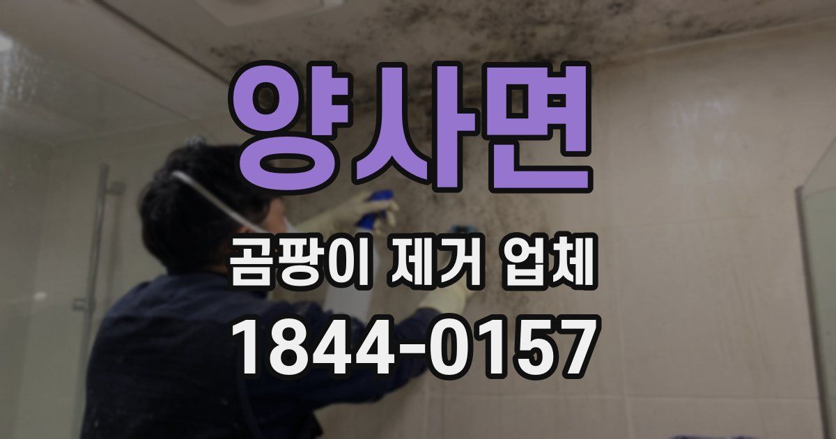 양사면 곰팡이 제거 업체