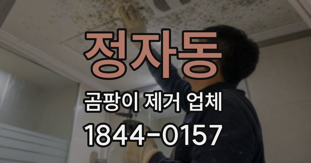 정자동 곰팡이 제거 업체