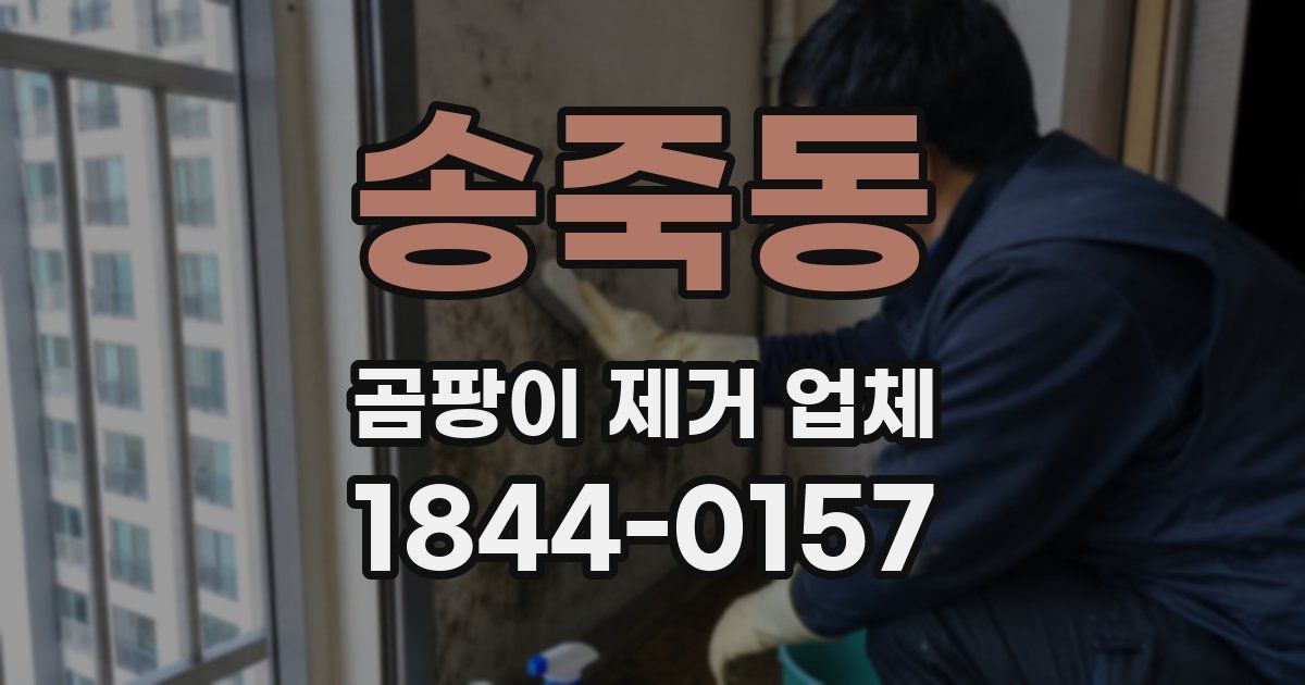 송죽동 곰팡이 제거 업체