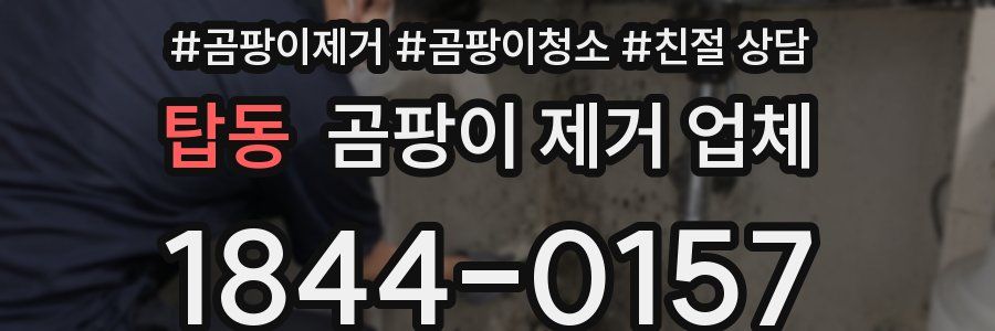 탑동 곰팡이 제거 업체
