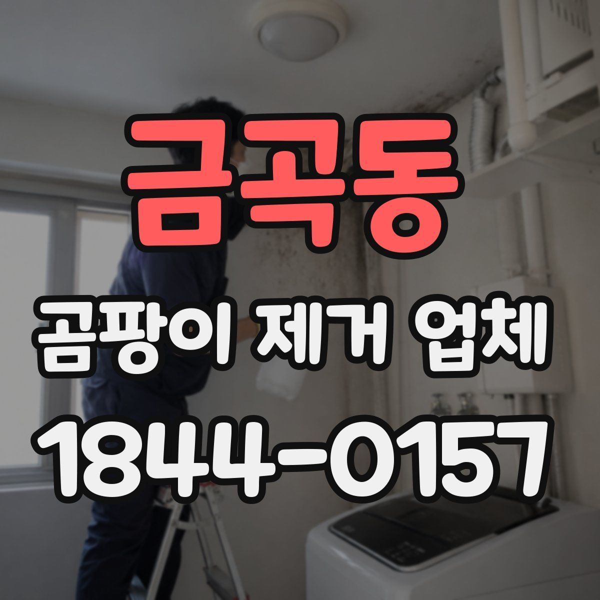 금곡동 곰팡이 제거 업체