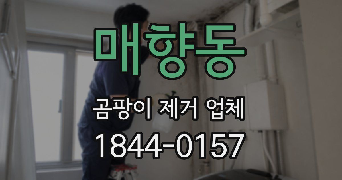 매향동 곰팡이 제거 업체