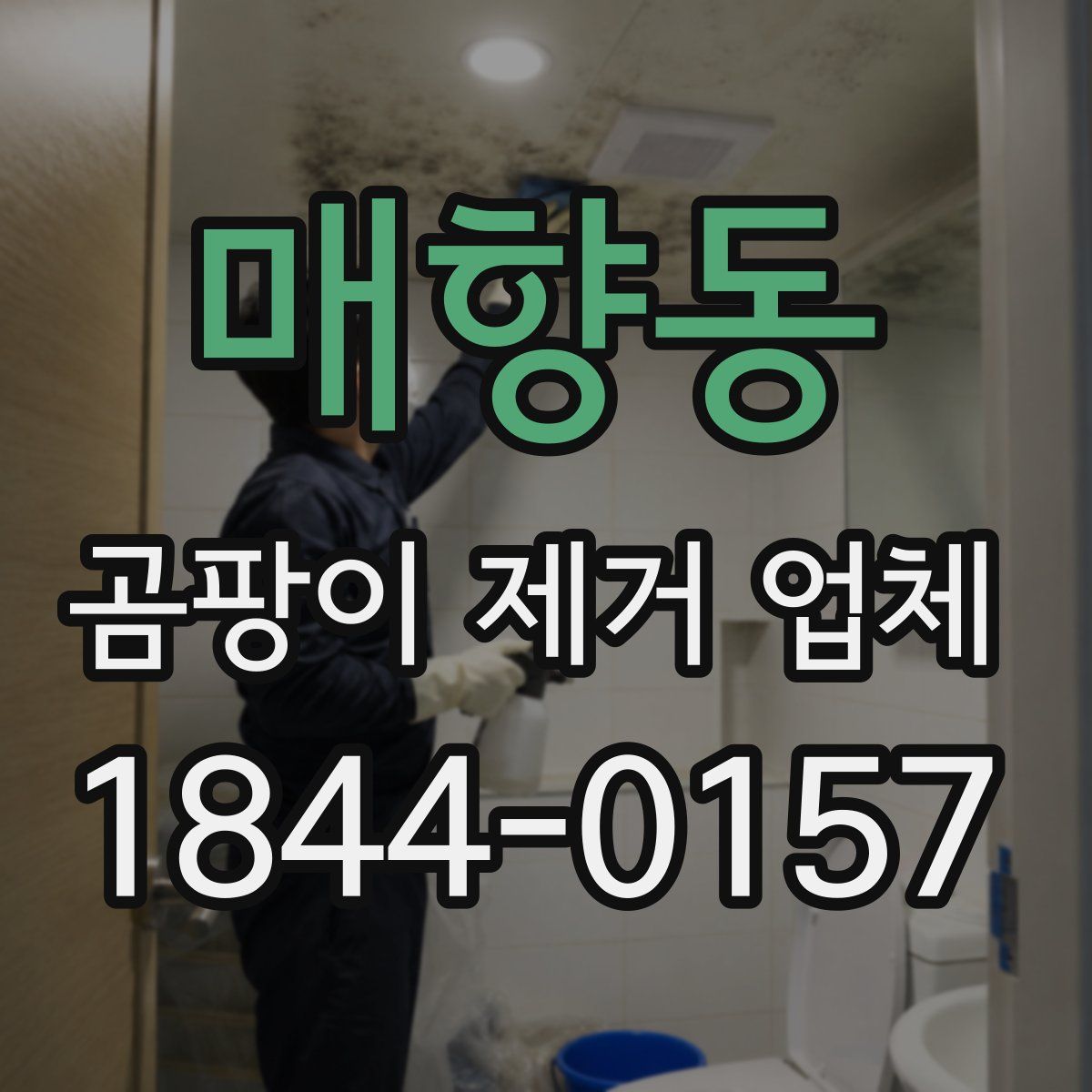 매향동 곰팡이 제거 업체