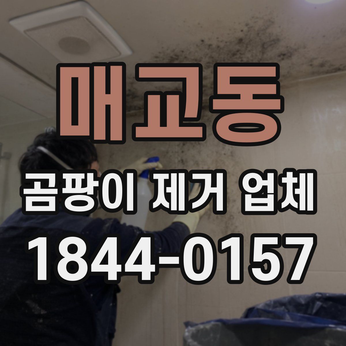 매교동 곰팡이 제거 업체