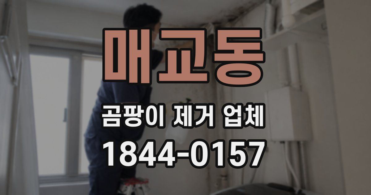 매교동 곰팡이 제거 업체